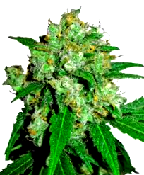 mejor precio en semillas de marihuana Delta 9 Comprar semillas Delta 9 feminizadas