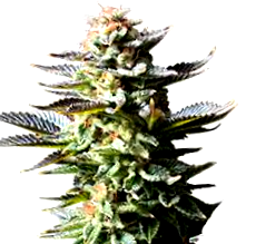 ¿Qué son las semillas de marihuana Special Kush?