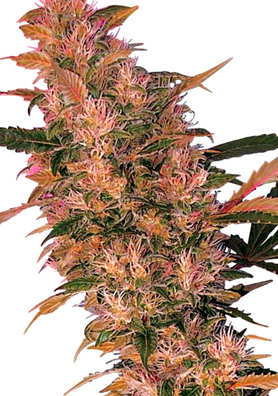 Características de las semillas de marihuana Blueberry Características de las semillas Blueberry