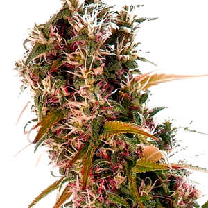 ¿Cómo son las semillas de marihuana Blueberry? ¿Cómo son las semillas Blueberry?