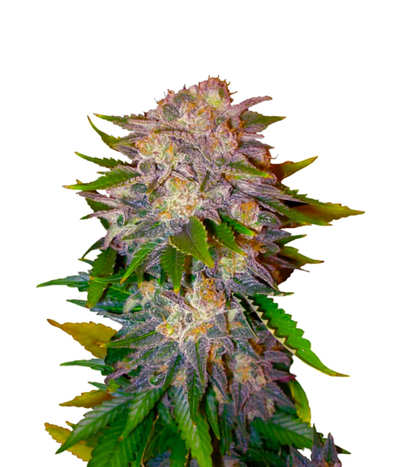 Comprar Semillas de Marihuana Recomendadas Baratas Online Comprar Semillas de Marihuana Recomendadas Online