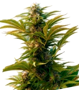 Catálogo completo de semillas feminizadas The Doctor Seeds Catálogo de semillas feminizadas The Doctor Seeds