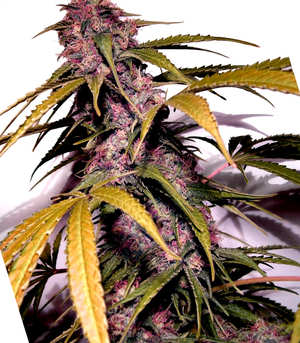 ¿Cómo son las semillas AK 47? ¿Cómo son las semillas de cannabis AK 47?