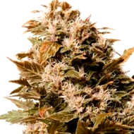 ¿Cómo son las semillas Cream Caramel? ¿Cómo son las semillas de cannabis Cream Caramel?