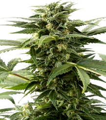 ¿Cómo son las semillas de cannabis White Widow?