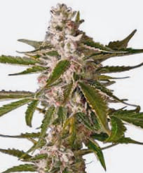 ¿Cómo son las semillas recomendadas? ¿Cómo son las semillas de marihuana recomendadas?
