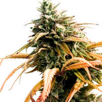 Cruces de las Semillas Cream Caramel Cruces de las Semillas de Cannabis Cream Caramel