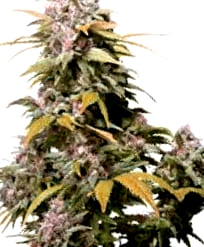 Cruces de las Semillas Ak 47 Cruces de las Semillas de Cannabis Ak 47