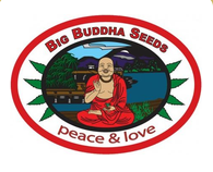 Big Buddha Seeds