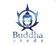 Buddha Seeds