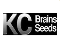 KC Brains Seeds