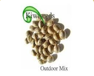 Kiwi Seeds