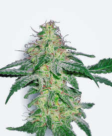 ¿Qué semillas recomendadas comprar? ¿Qué semillas de marihuana recomendadas comprar?