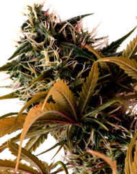 ¿Cómo son las semillas de marihuana Black Domina?