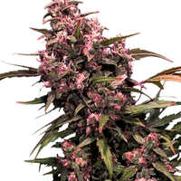 Ventajas de las semillas de marihuana Black Domina