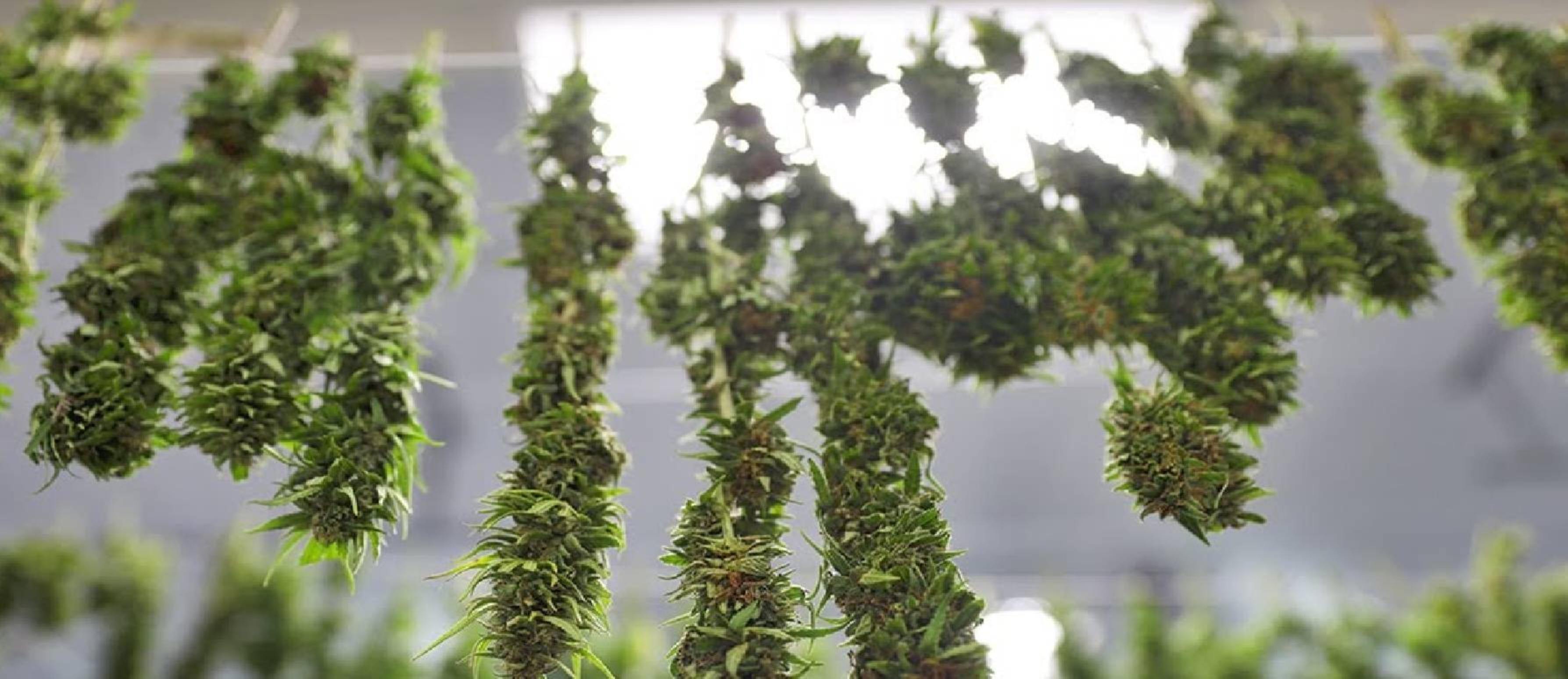 La cosecha, el secado, y la conservación del Cannabis