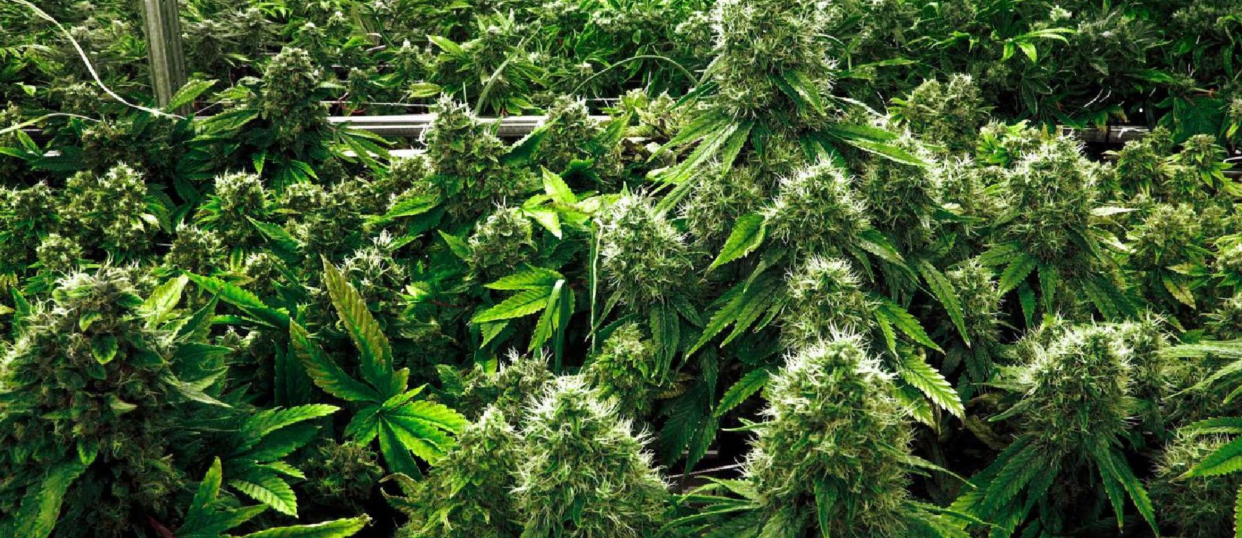 ¿Cuándo germinar semillas de marihuana para exterior?