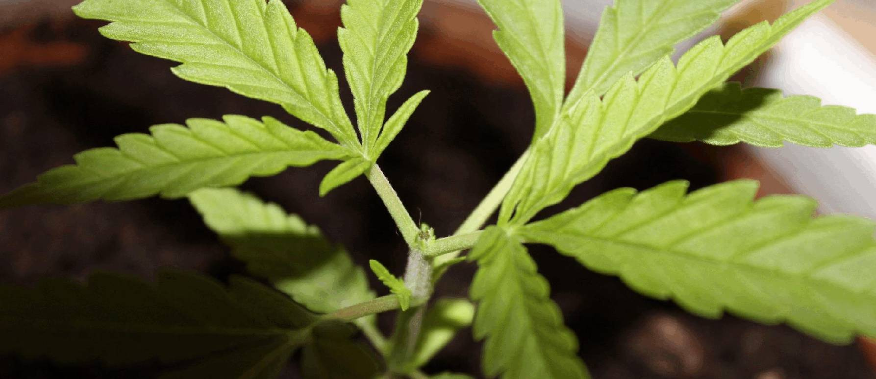 ¿Cuándo hacer la poda de las plantas de marihuana?