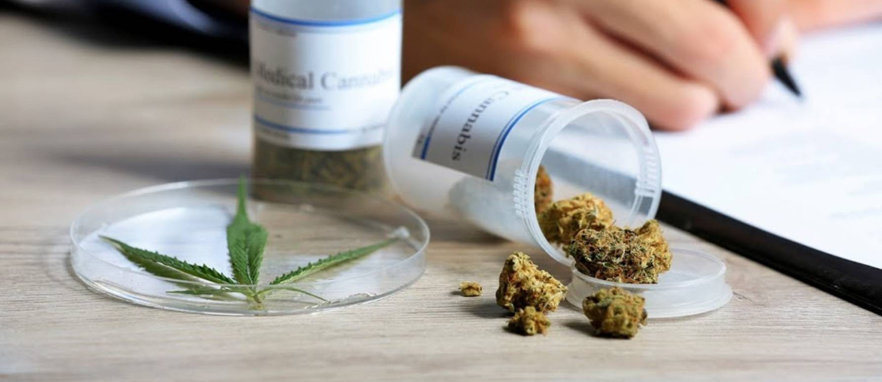 El cannabis psicoactivo: médico y paciente