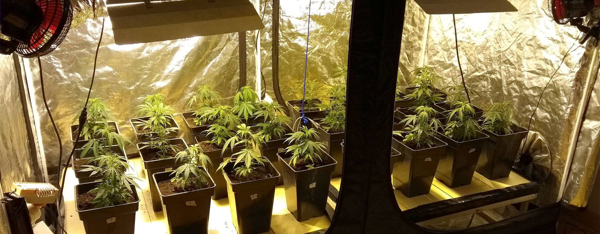 Como germinar semillas de marihuana en interior