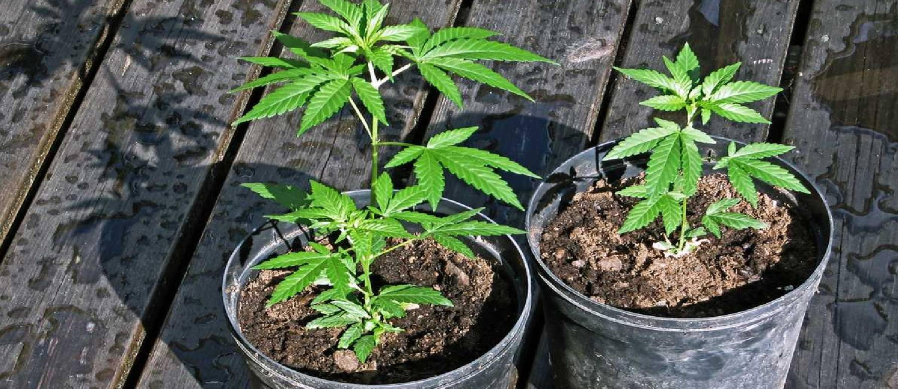 Consejos para germinar marihuana en Mayo