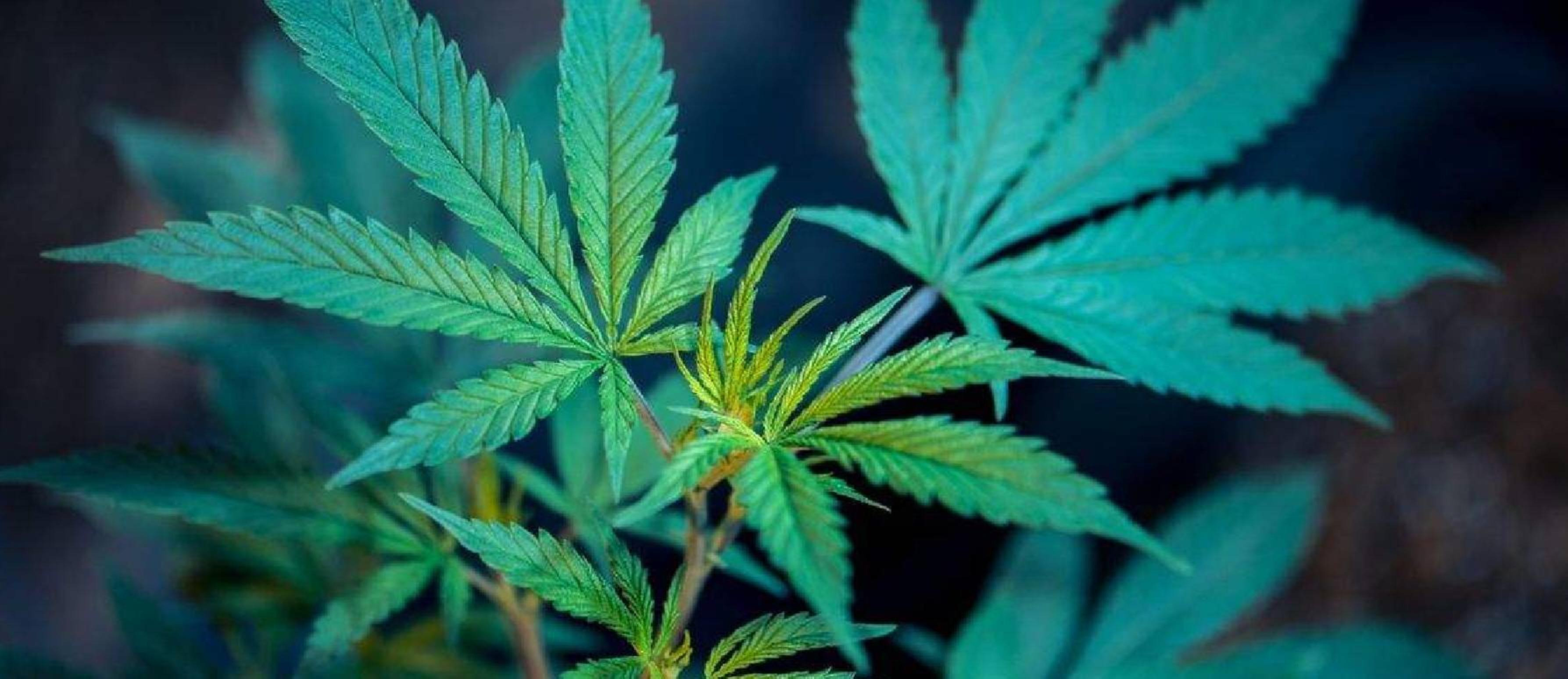 Aprende a germinar marihuana en Septiembre