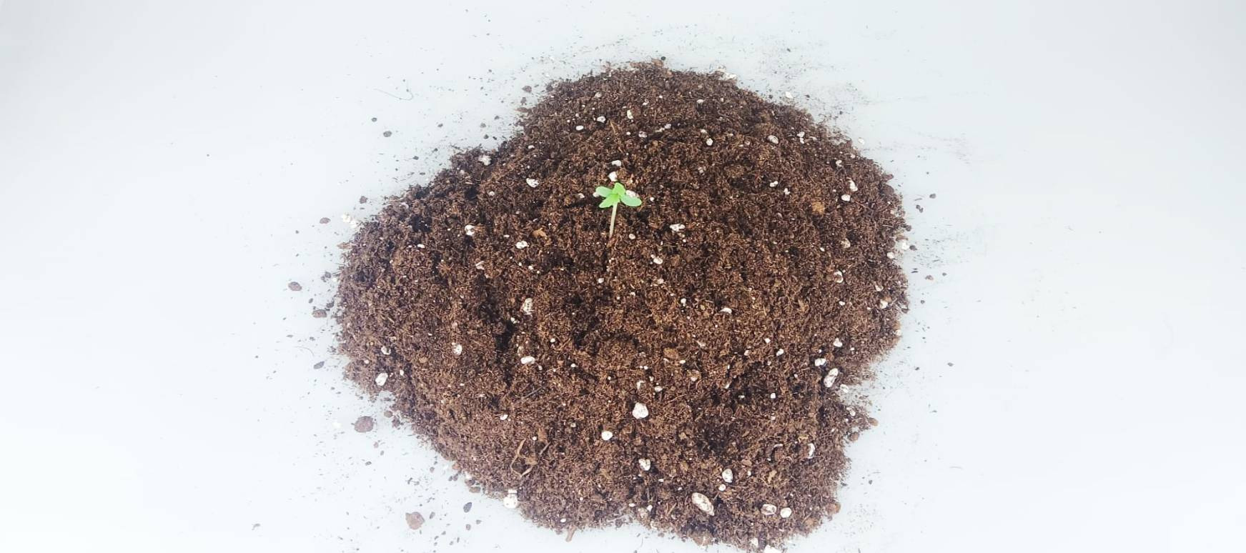 Consejos para germinar semillas de marihuana en tierra