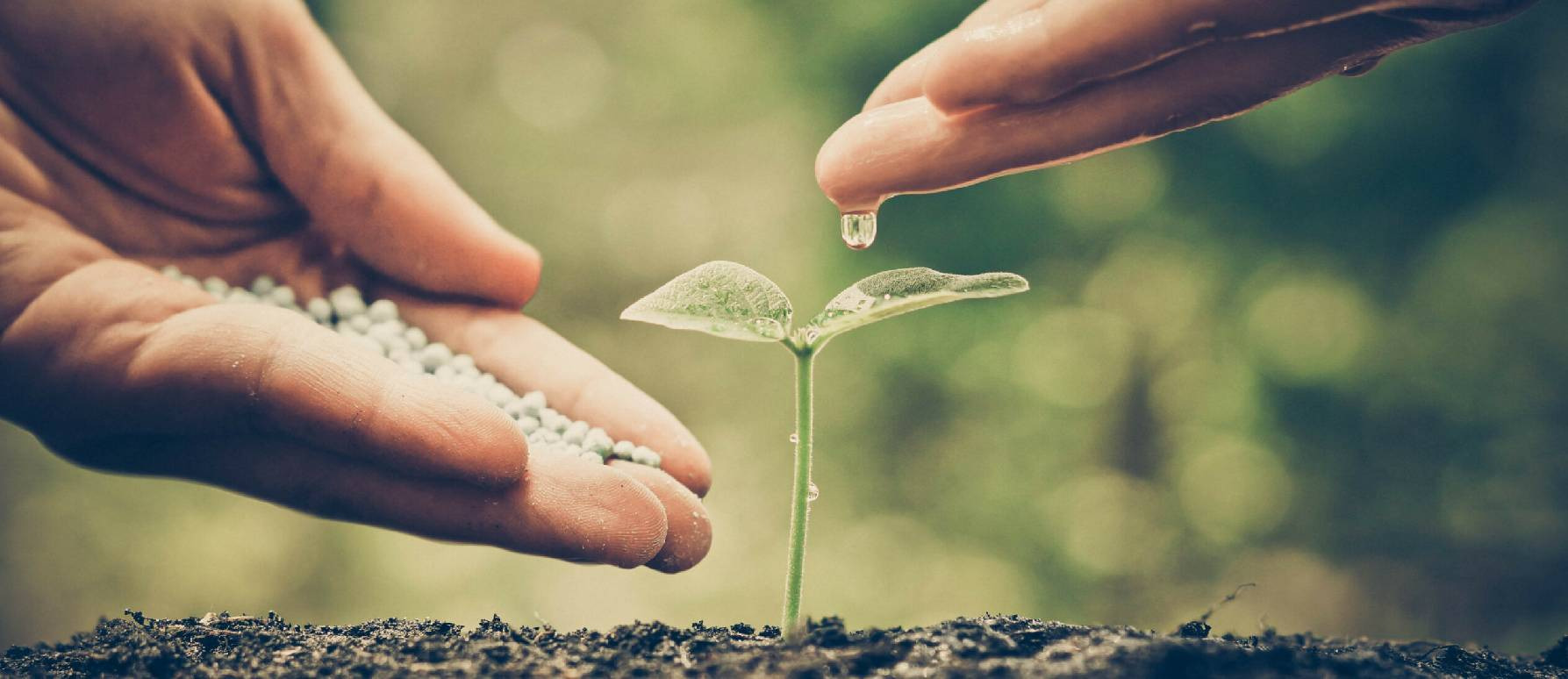 Fertilización y suplementos durante el crecimiento