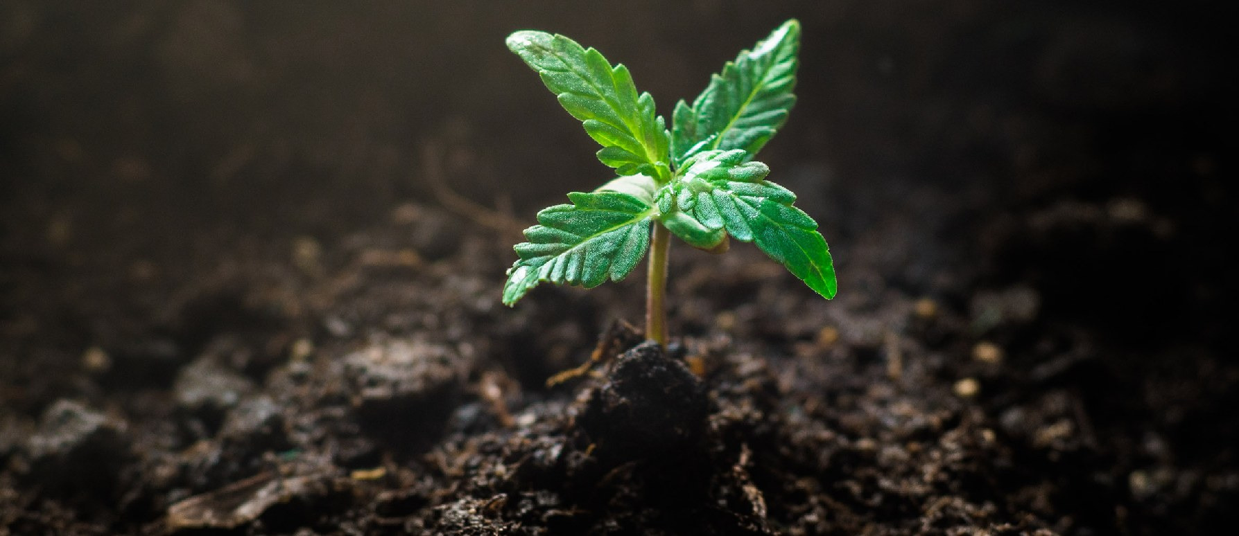 Guía para germinar semillas de marihuana autoflorecientes