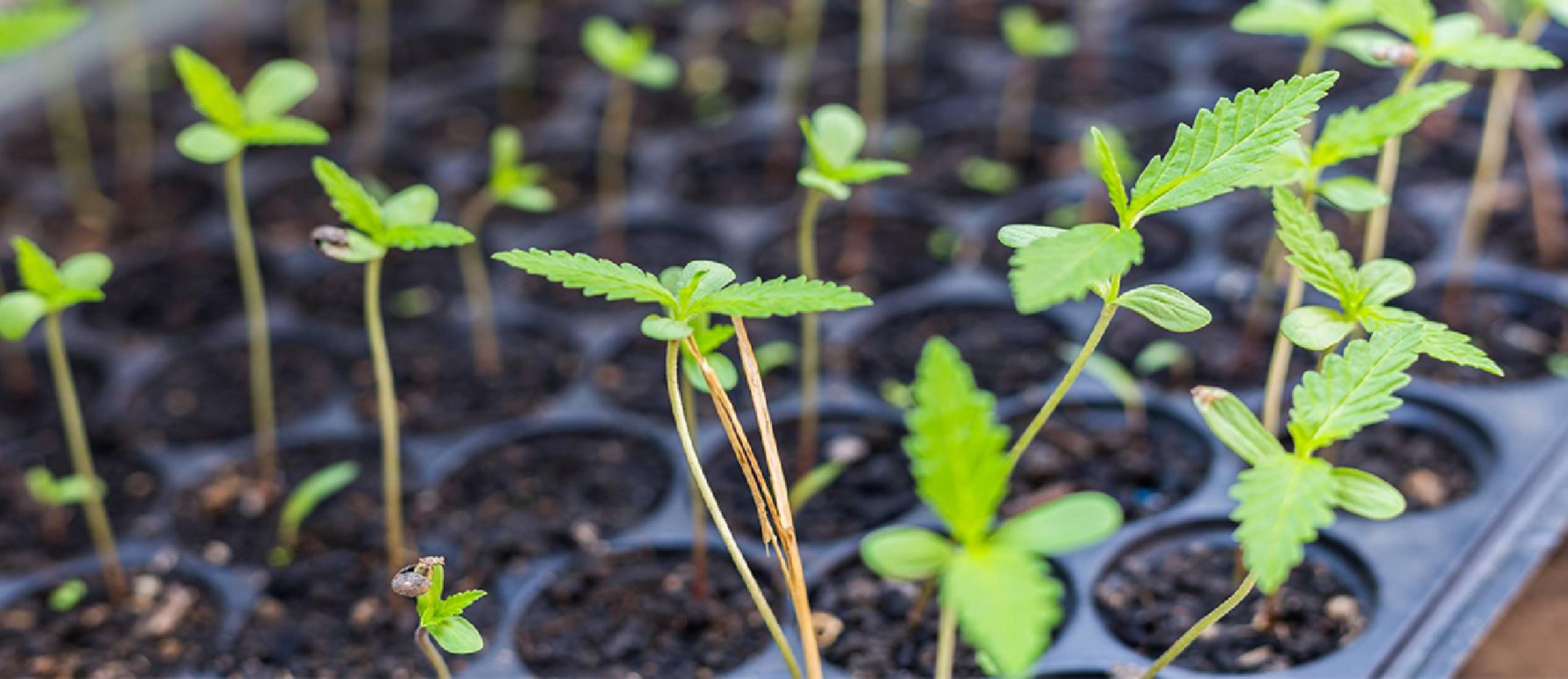 ¿Cómo germinar semillas de marihuana feminizadas?