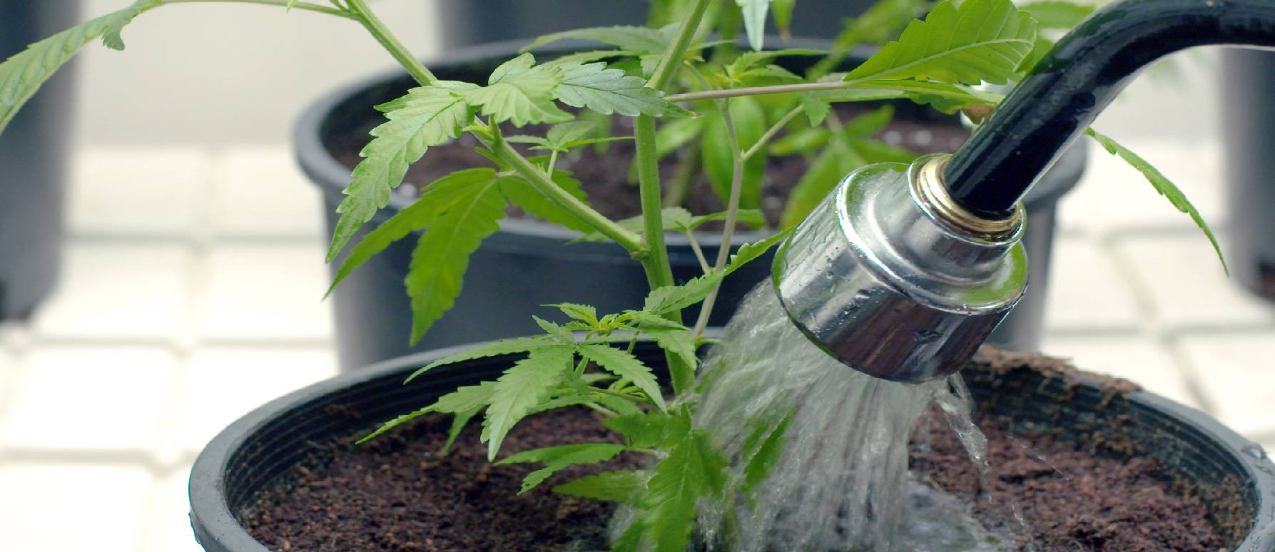 La fertilización del cannabis durante la etapa de floración
