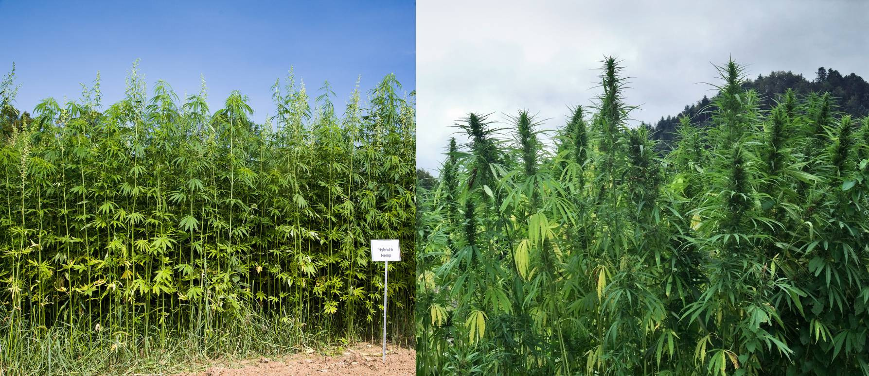 Las diferencias entre el cáñamo y la marihuana