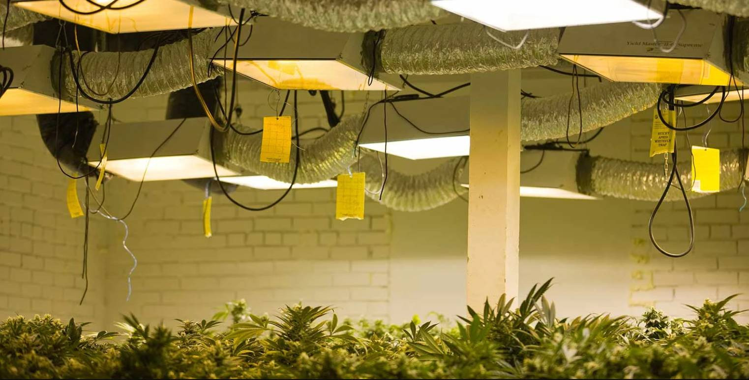 Lo que debes saber del cultivo de marihuana en interior