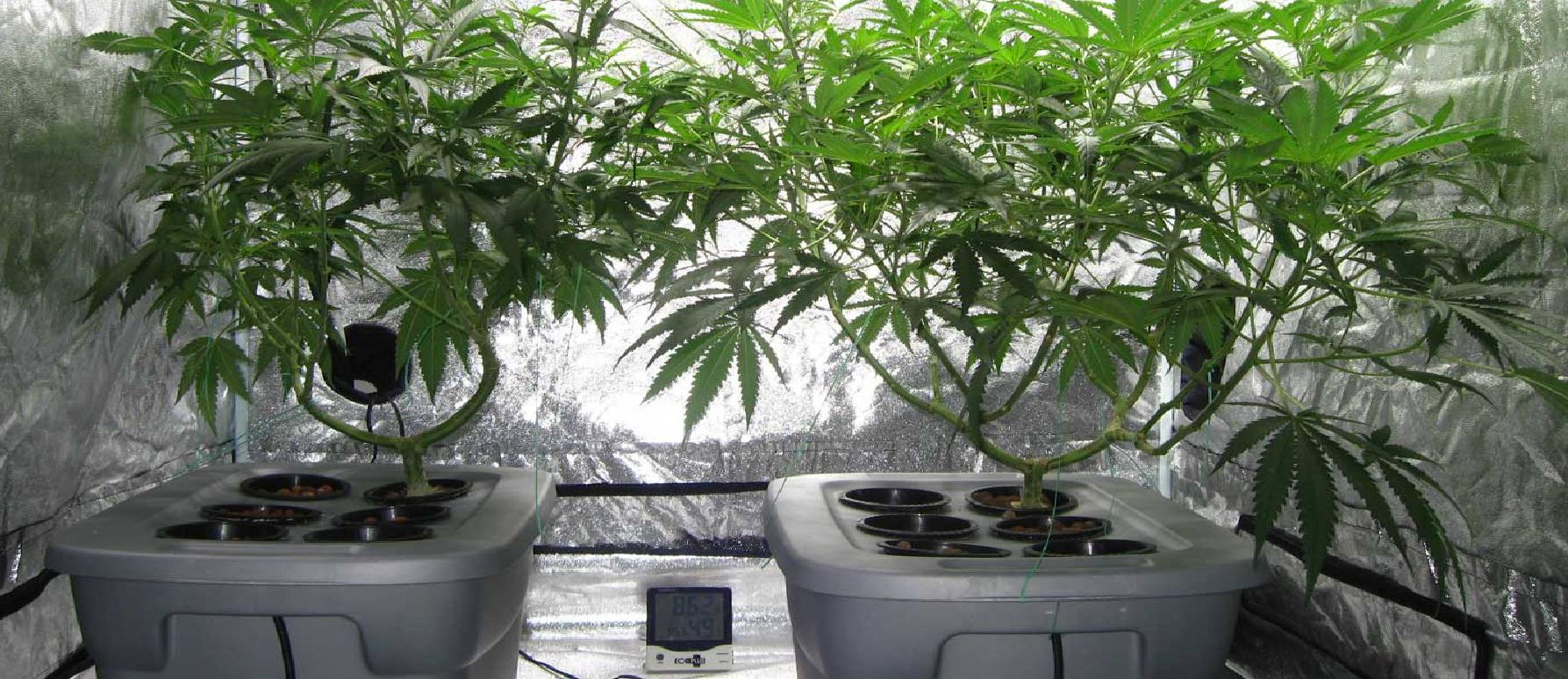 ¿Cómo hacer germinar semillas de marihuana para un sistema hidropónico?