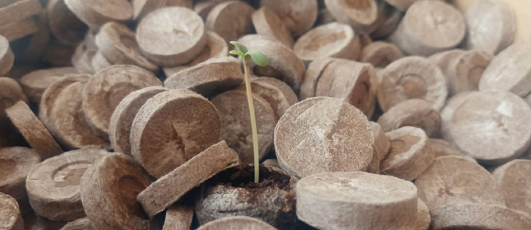 Aprende a plantar semillas de marihuana en jiffy