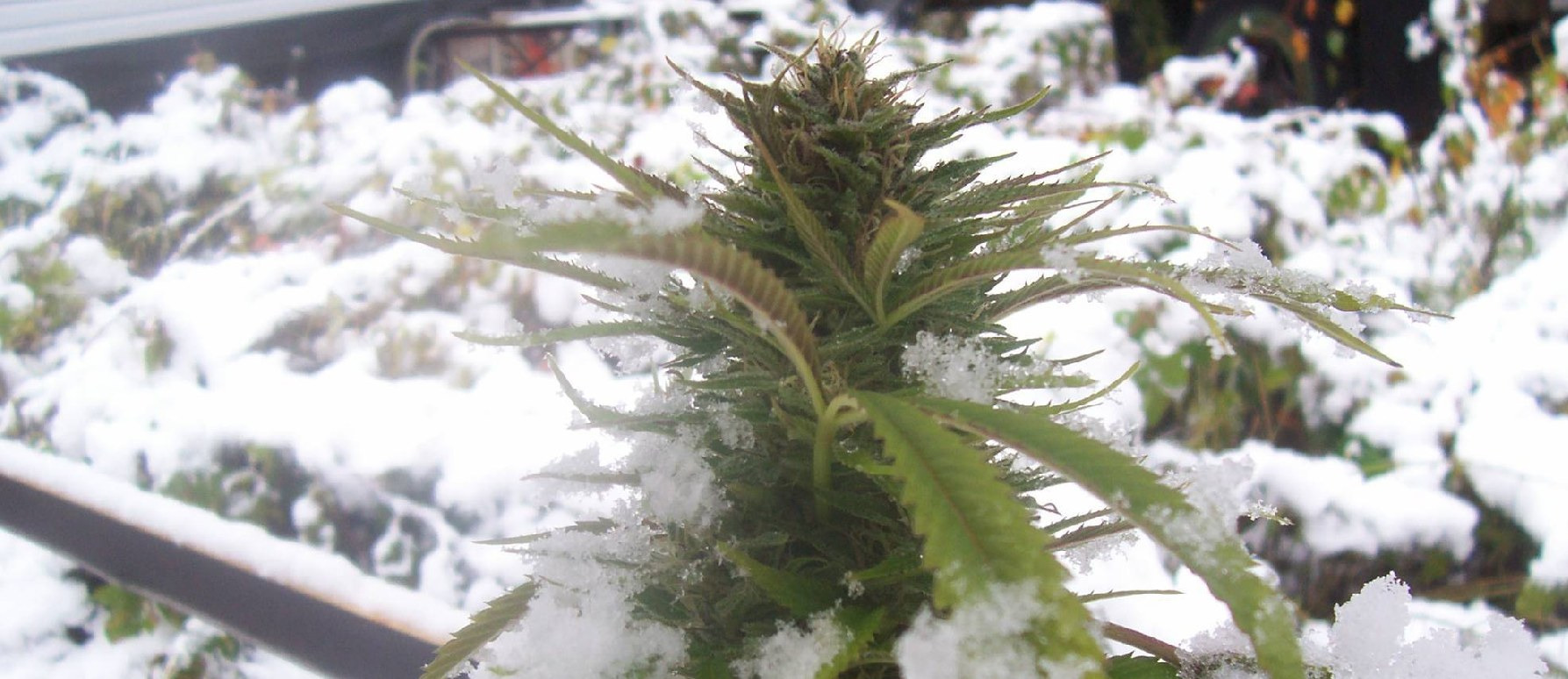 ¿Se pueden cultivar semillas de marihuana en Invierno?