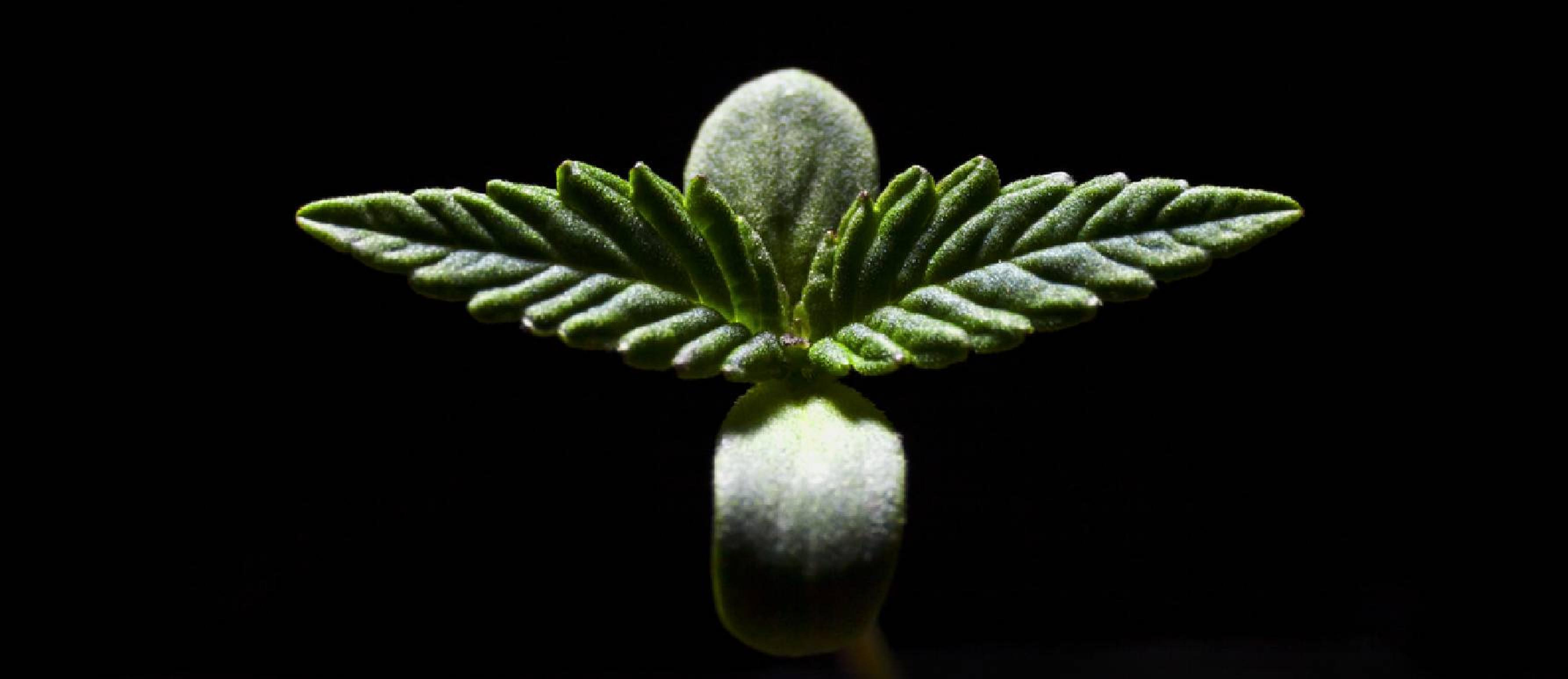 ¿Se pueden germinar semillas de marihuana sin luz?